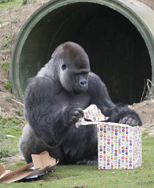 Ambam the Western lowland gorilla celebrated his 21st birthday in the UK. Keepers marked the occasion by giving Ambam and his group some special presents filled with food. Ambam became a YouTube sensation at the end of January with his habit of walking upright. Ambam has now been watched online over 5 million times, thrusting him into global superstardom. Ambam is pictured at Howletts Wild Animal Park, UK. Pictured: Ambam the gorilla Ref: SPL266966 140411 Picture by: Solent News / Splash News Splash News and Pictures Los Angeles:310-821-2666 New York: 212-619-2666 London: 870-934-2666 photodesk@splashnews.com 