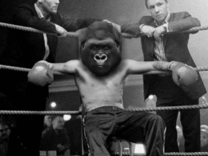 ‘We got you’ Gorilla